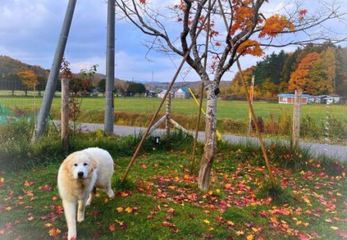 11月営業日・定休日について